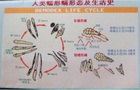 重新(xīn)认识青春痘